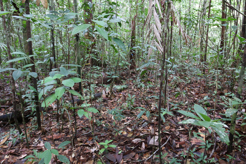 T. neptunis’ habitat in Borneo.